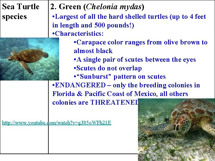 Sea Turtle species 2. Green (Chelonia mydas) • Largest of all the hard shelled