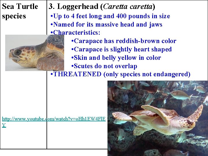 Sea Turtle species 3. Loggerhead (Caretta caretta) • Up to 4 feet long and