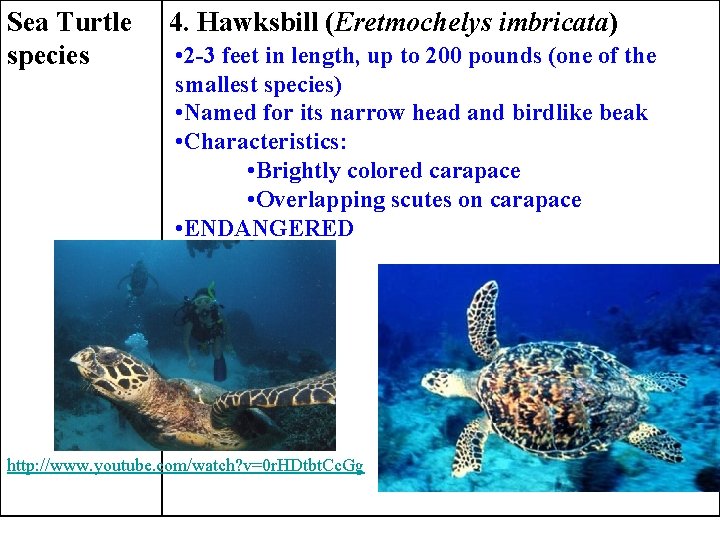 Sea Turtle species 4. Hawksbill (Eretmochelys imbricata) • 2 -3 feet in length, up