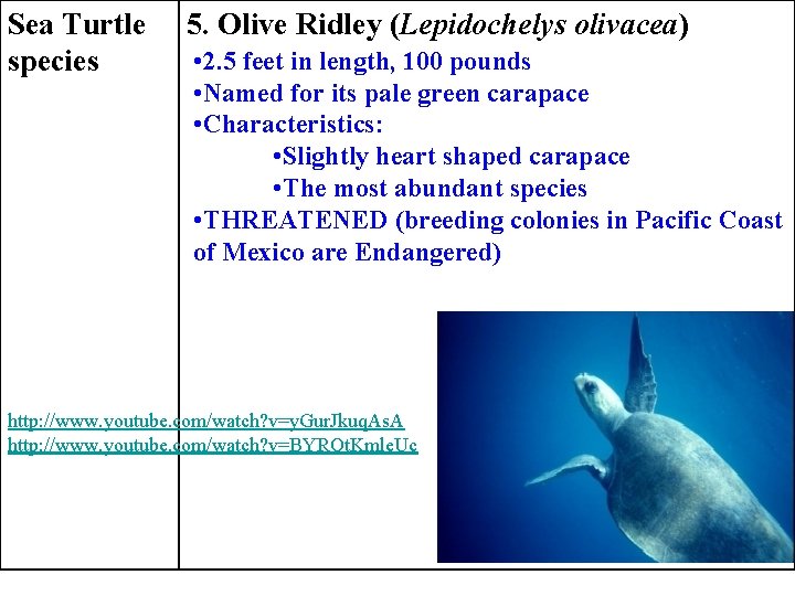 Sea Turtle species 5. Olive Ridley (Lepidochelys olivacea) • 2. 5 feet in length,