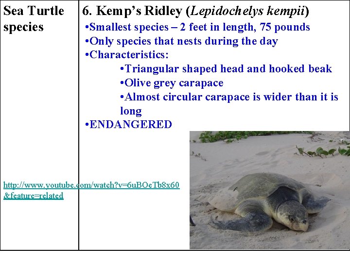 Sea Turtle species 6. Kemp’s Ridley (Lepidochelys kempii) • Smallest species – 2 feet