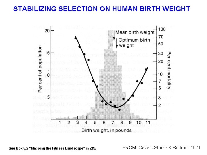 STABILIZING SELECTION ON HUMAN BIRTH WEIGHT See Box 8. 2 “Mapping the Fitness Landscape”