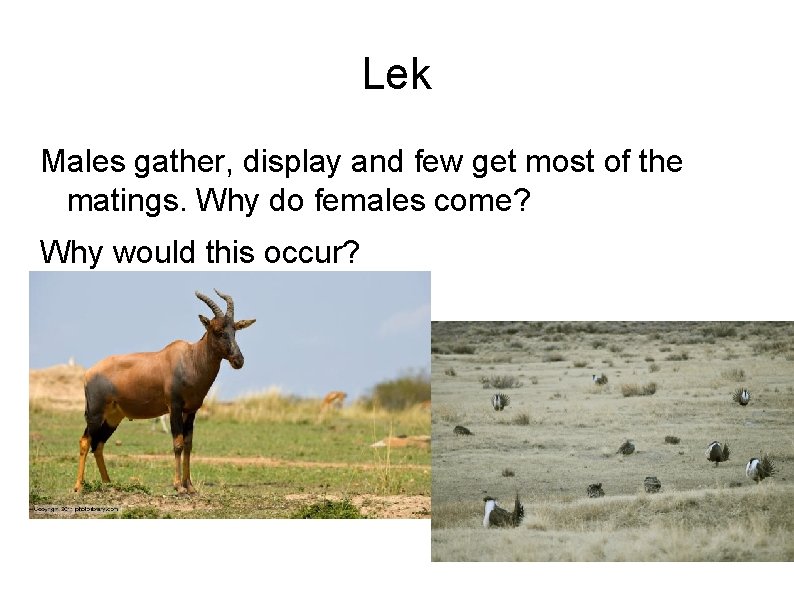 Lek Males gather, display and few get most of the matings. Why do females