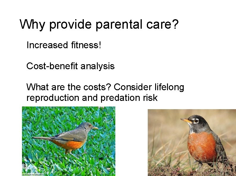 Why provide parental care? Increased fitness! Cost-benefit analysis What are the costs? Consider lifelong