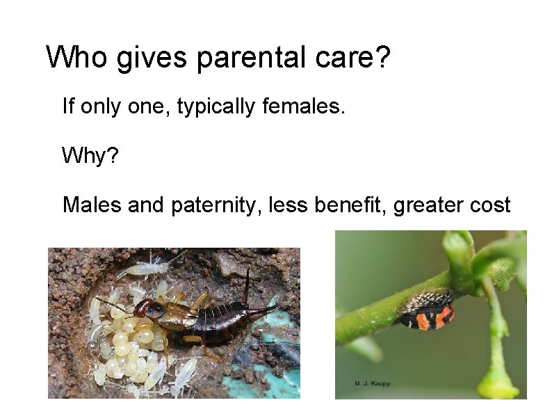 Who gives parental care? If only one, typically females. Why? Males and paternity, less