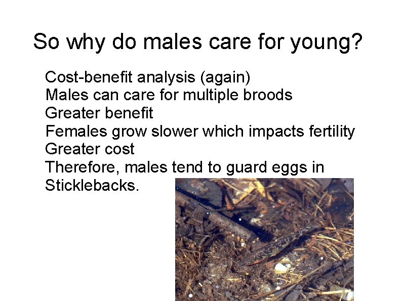 So why do males care for young? Cost-benefit analysis (again) Males can care for