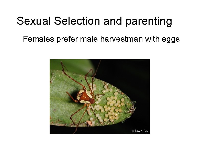 Sexual Selection and parenting Females prefer male harvestman with eggs 