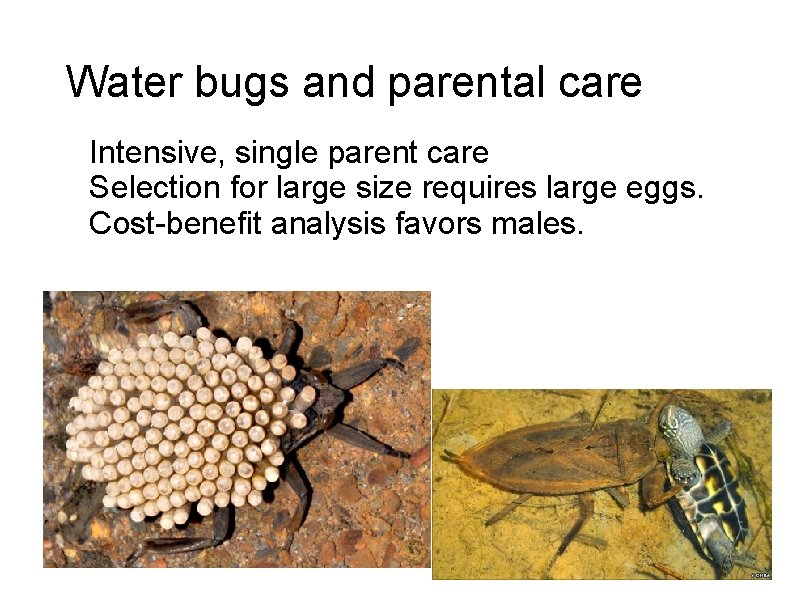 Water bugs and parental care Intensive, single parent care Selection for large size requires