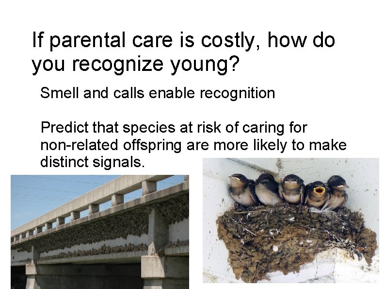 If parental care is costly, how do you recognize young? Smell and calls enable