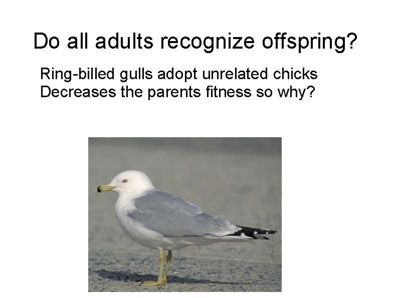 Do all adults recognize offspring? Ring-billed gulls adopt unrelated chicks Decreases the parents fitness