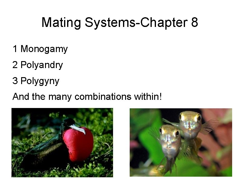 Mating Systems-Chapter 8 1 Monogamy 2 Polyandry 3 Polygyny And the many combinations within!
