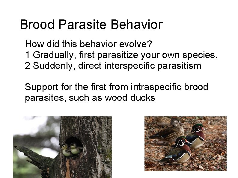 Brood Parasite Behavior How did this behavior evolve? 1 Gradually, first parasitize your own