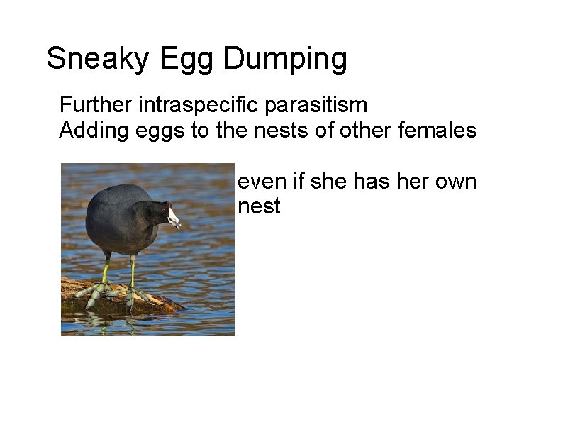 Sneaky Egg Dumping Further intraspecific parasitism Adding eggs to the nests of other females