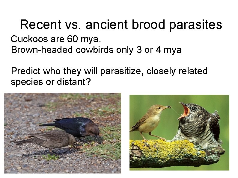 Recent vs. ancient brood parasites Cuckoos are 60 mya. Brown-headed cowbirds only 3 or
