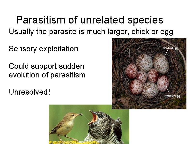 Parasitism of unrelated species Usually the parasite is much larger, chick or egg Sensory
