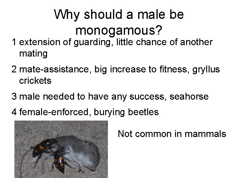 Why should a male be monogamous? 1 extension of guarding, little chance of another
