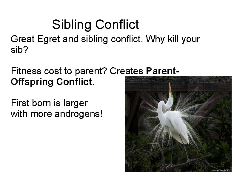 Sibling Conflict Great Egret and sibling conflict. Why kill your sib? Fitness cost to
