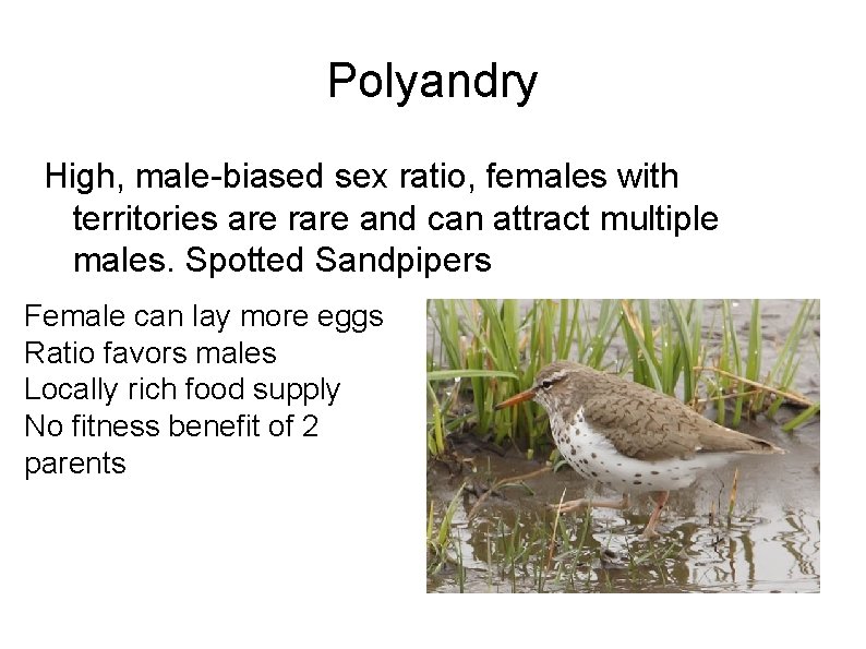 Polyandry High, male-biased sex ratio, females with territories are rare and can attract multiple