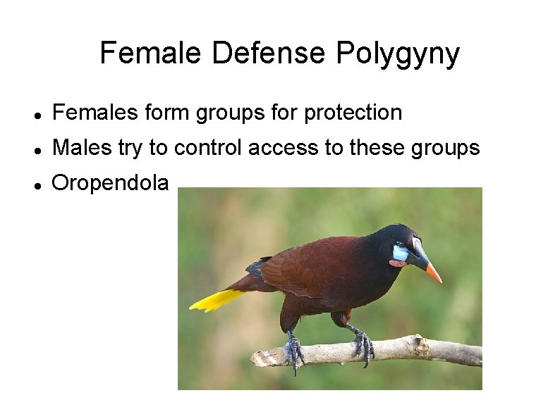 Female Defense Polygyny Females form groups for protection Males try to control access to