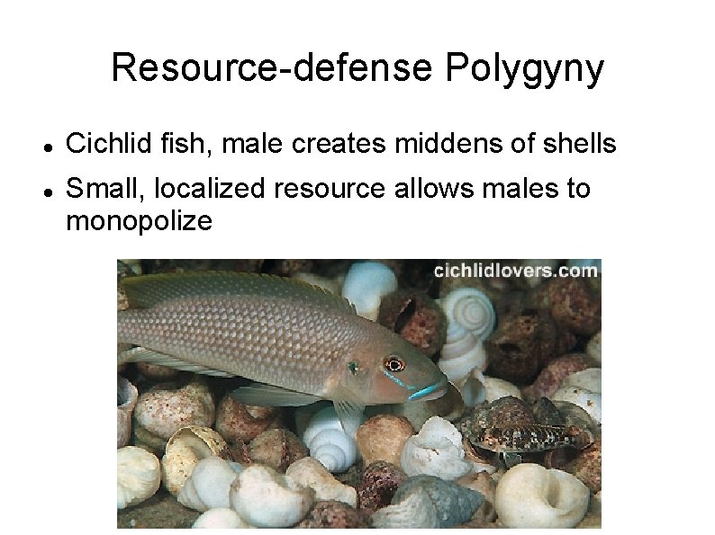 Resource-defense Polygyny Cichlid fish, male creates middens of shells Small, localized resource allows males