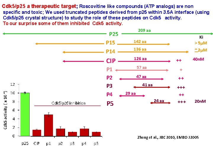 Cdk 5/p 25 a therapeutic target; Roscovitine like compounds (ATP analogs) are non specific