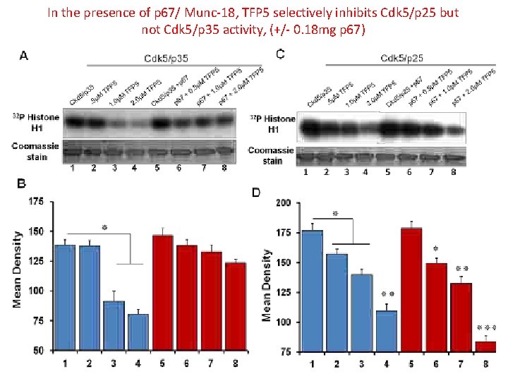 In the presence of p 67/ Munc-18, TFP 5 selectively inhibits Cdk 5/p 25