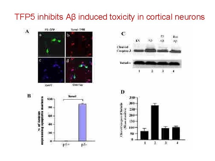 TFP 5 inhibits Aβ induced toxicity in cortical neurons 