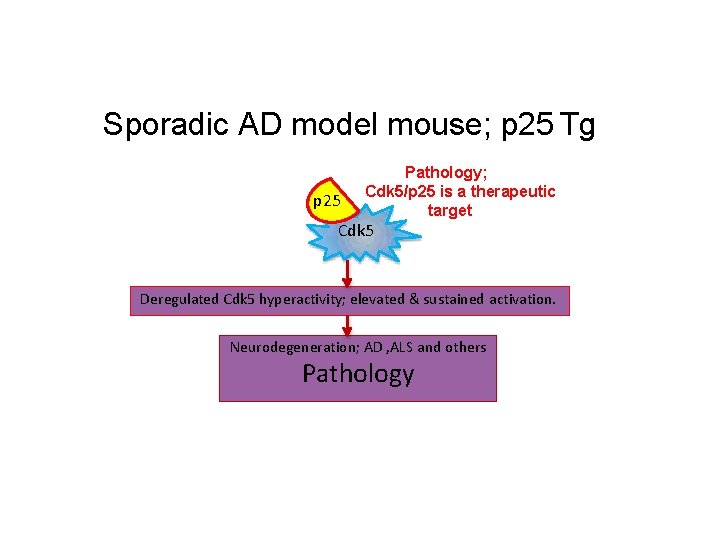 Sporadic AD model mouse; p 25 Tg p 25 Pathology; Cdk 5/p 25 is