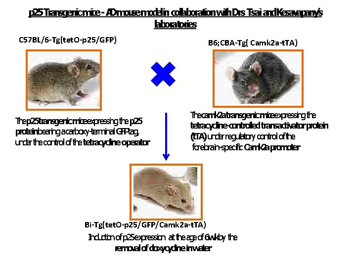 p 25 Transgenic mice- ADmousemodelin collaborationwith. Drs Tsai and. Kesavapany’s laboratories C 57 BL/6