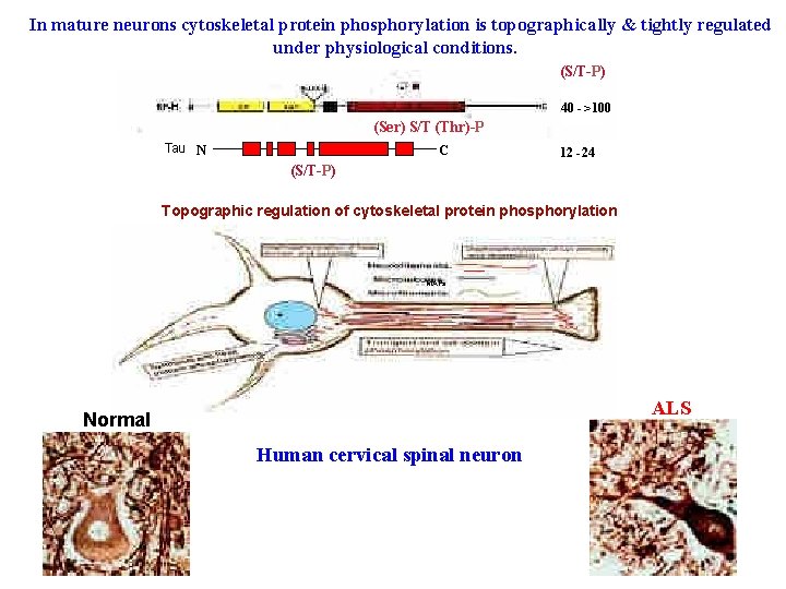 In mature neurons cytoskeletal protein phosphorylation is topographically & tightly regulated under physiological conditions.