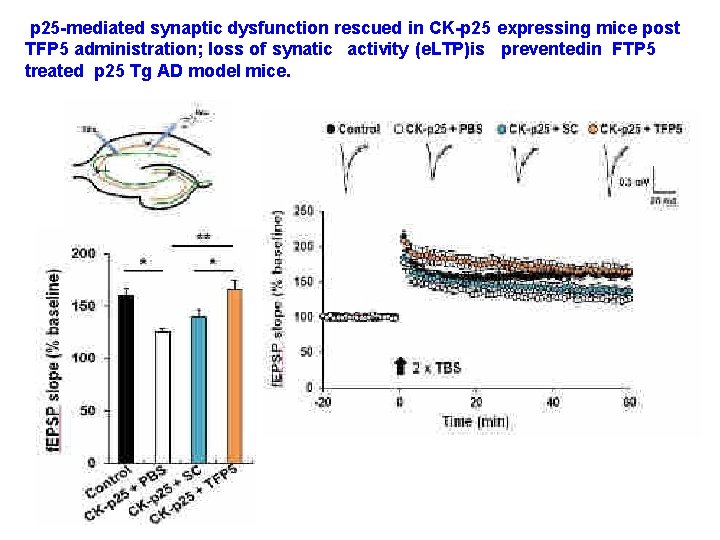 p 25 -mediated synaptic dysfunction rescued in CK-p 25 expressing mice post TFP 5