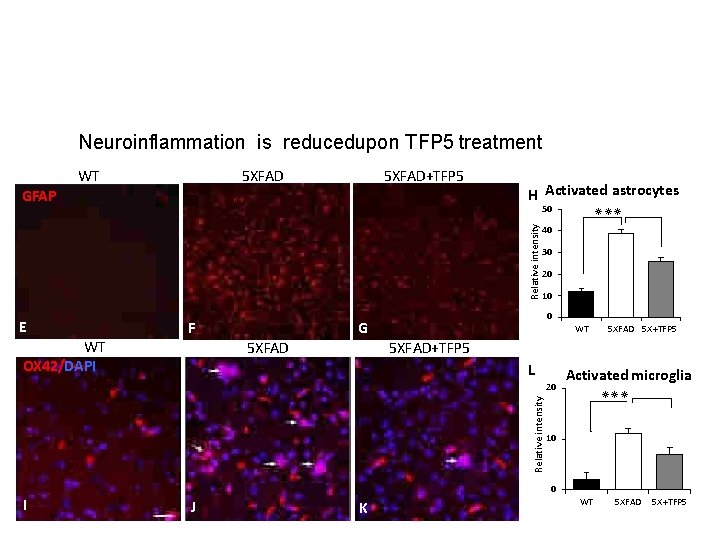 Neuroinflammation is reducedupon TFP 5 treatment WT 5 XFAD+TFP 5 GFAP H Activated astrocytes