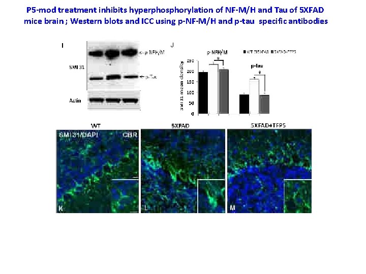 P 5 -mod treatment inhibits hyperphosphorylation of NF-M/H and Tau of 5 XFAD mice