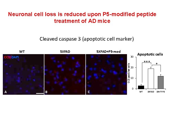 Neuronal cell loss is reduced upon P 5 -modified peptide treatment of AD mice