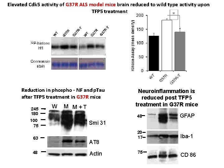 Elevated Cdk 5 activity of G 37 R ALS model mice brain reduced to