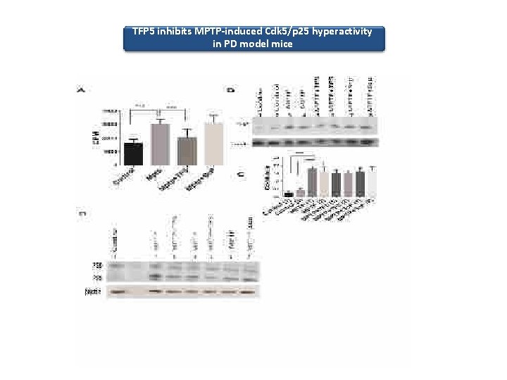 TFP 5 inhibits MPTP-induced Cdk 5/p 25 hyperactivity in PD model mice 