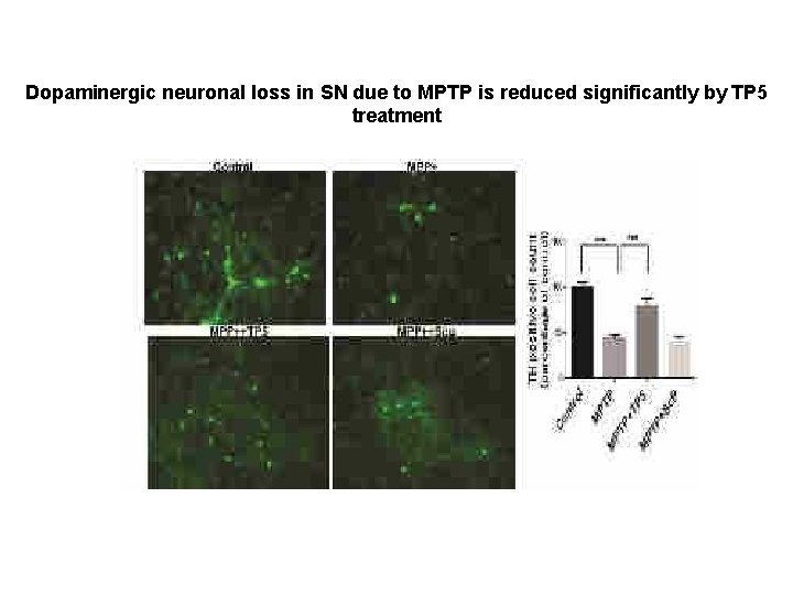 Dopaminergic neuronal loss in SN due to MPTP is reduced significantly by TP 5