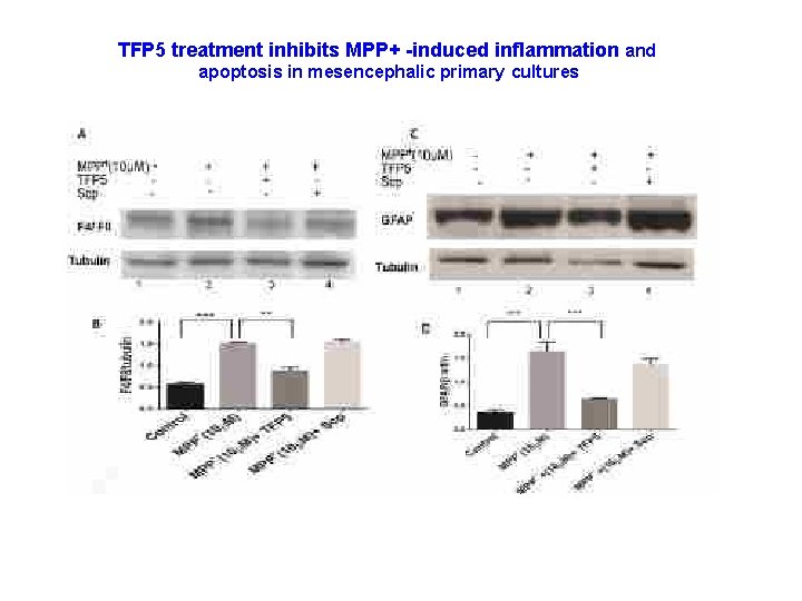 TFP 5 treatment inhibits MPP+ -induced inflammation and apoptosis in mesencephalic primary cultures 