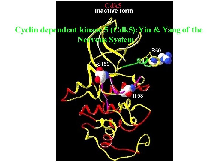 Cdk 5 Cyclin dependent kinase 5 (Cdk 5): Yin & Yang of the Nervous