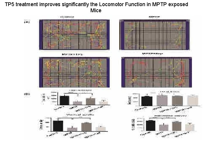 TP 5 treatment improves significantly the Locomotor Function in MPTP exposed Mice 