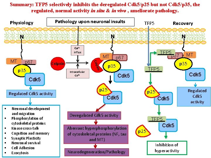 Summary: TFP 5 selectively inhibits the deregulated Cdk 5/p 25 but not Cdk 5/p