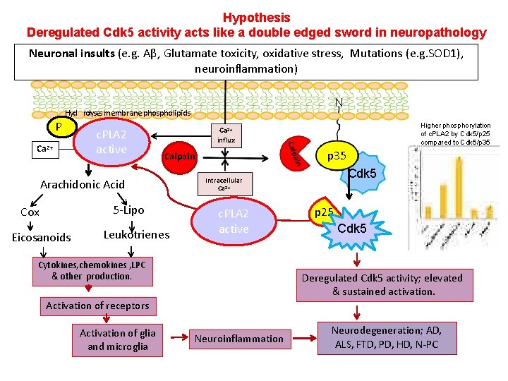 Hypothesis Deregulated Cdk 5 activity acts like a double edged sword in neuropathology Neuronal