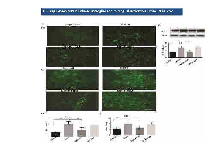 TP 5 suppresses MPTP-induced astroglial and microglial activation in the SN in vivo 