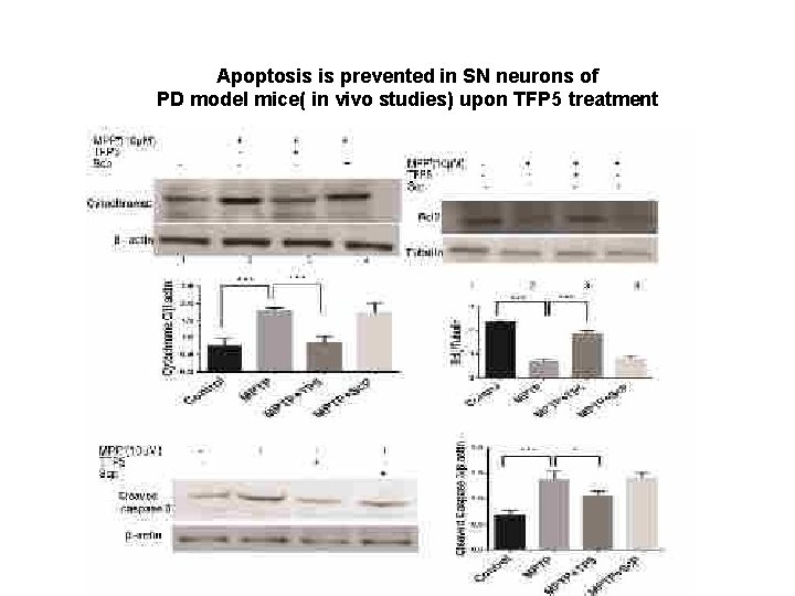 Apoptosis is prevented in SN neurons of PD model mice( in vivo studies) upon