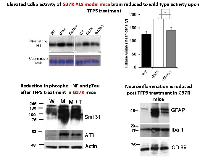 Elevated Cdk 5 activity of G 37 R ALS model mice brain reduced to