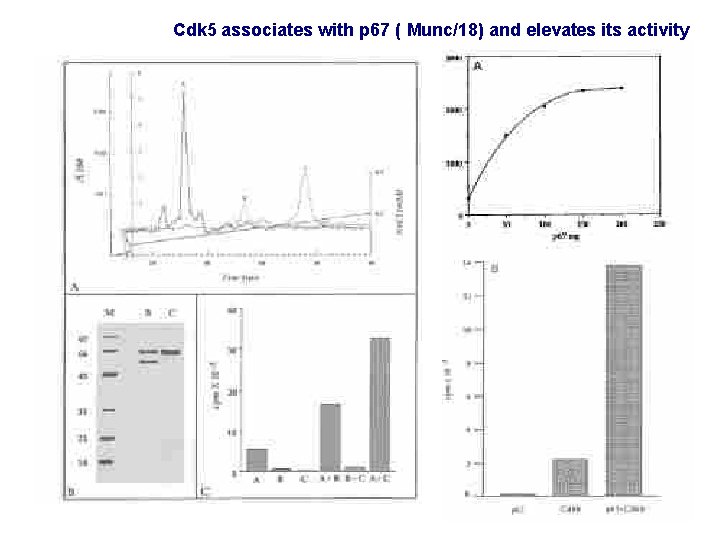 Cdk 5 associates with p 67 ( Munc/18) and elevates its activity 