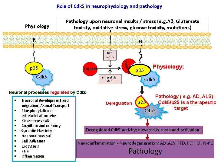 Role of Cdk 5 in neurophysiology and pathology Physiology Pathology upon neuronal insults /