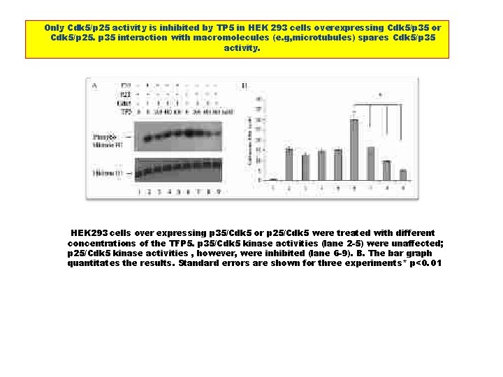 Only Cdk 5/p 25 activity is inhibited by TP 5 in HEK 293 cells