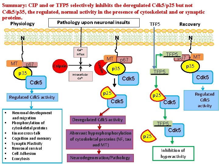 Summary: CIP and or TFP 5 selectively inhibits the deregulated Cdk 5/p 25 but