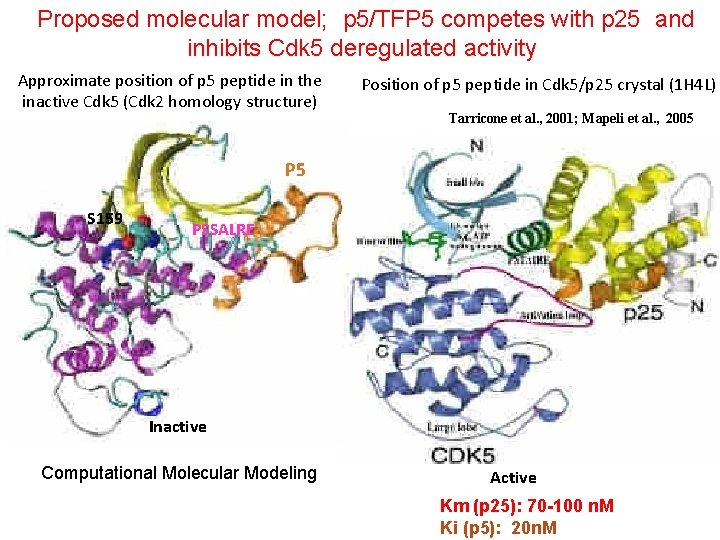 Proposed molecular model; p 5/TFP 5 competes with p 25 and inhibits Cdk 5